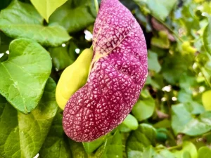 Aristolochia littoralis