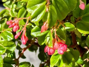 Begonia fuchsioides