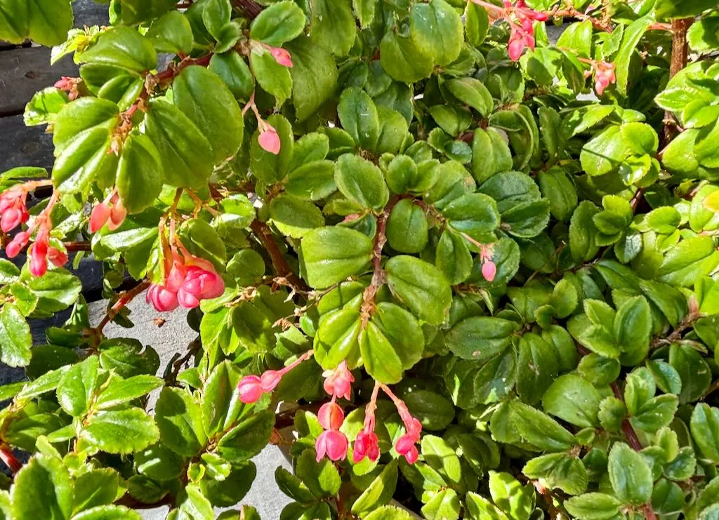 Begonia fuchsioides-2_result - Online Flower Garden Begonia fuchsioides