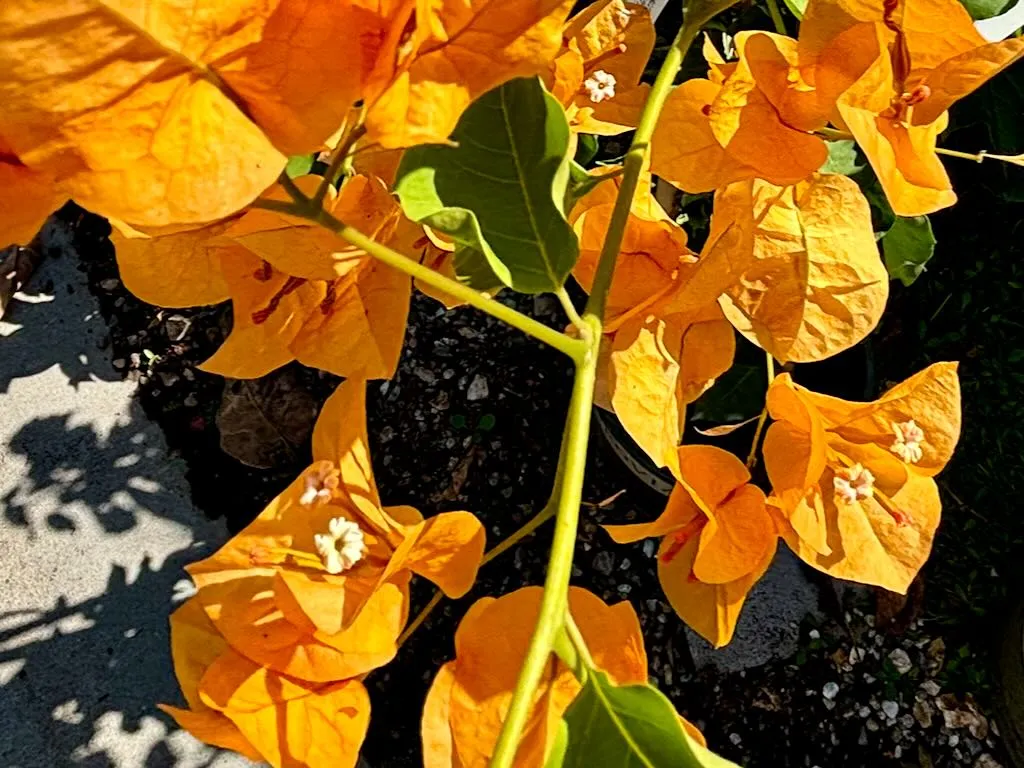 Bougainvillea Gold Rush-1_result - Online Flower Garden Bougainvillea'Gold Rush'