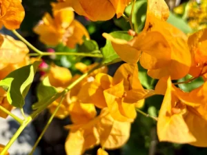 Bougainvillea 'Gold Rush'