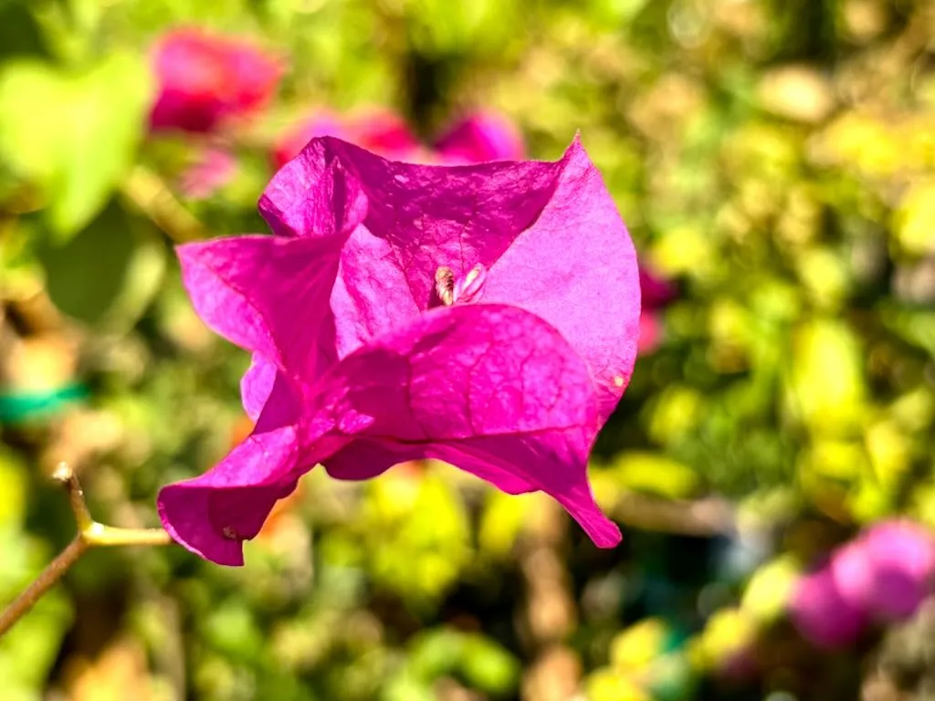 Bougainvillea ‘James Walker’