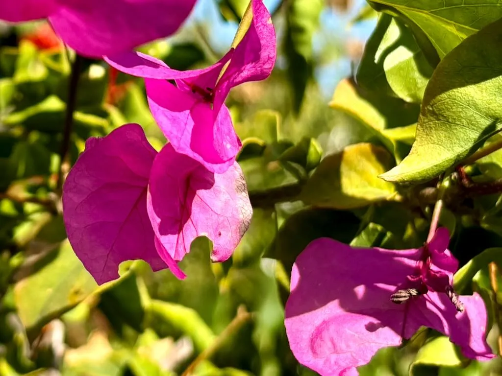 Bougainvillea ‘James Walker’