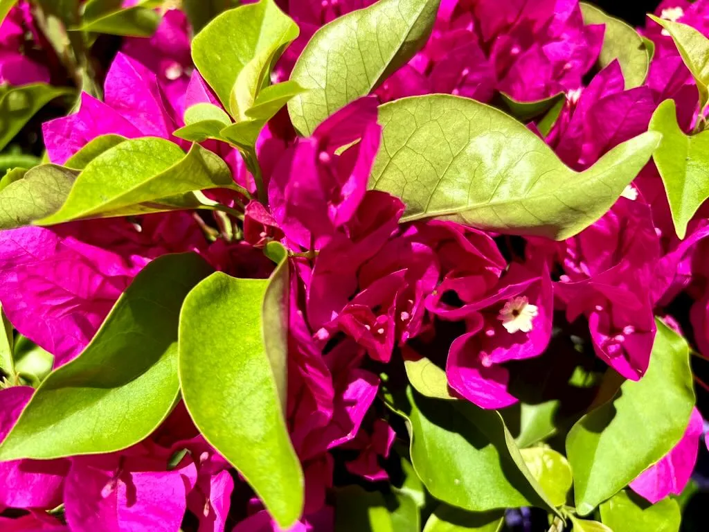 Bougainvillea 'Purple Princess'