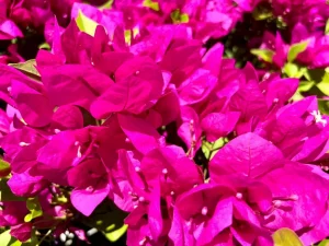 Bougainvillea 'Purple Princess'