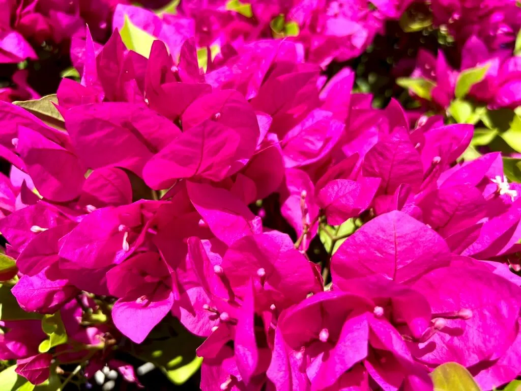 Bougainvillea 'Purple Princess'