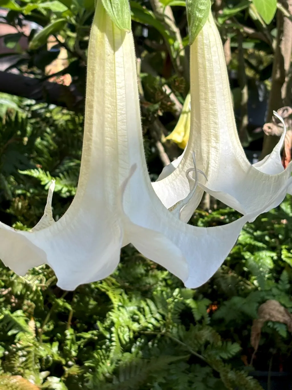Brugmansia'Sweet Dreams'