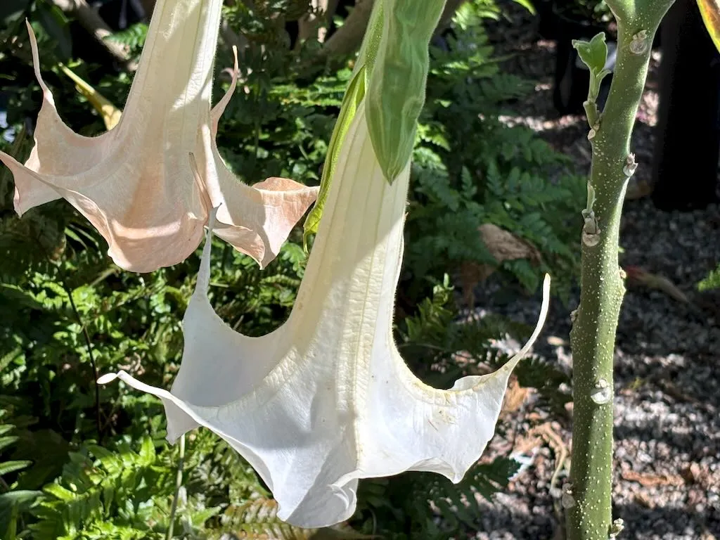 Brugmansia 'Sweet Dreams'