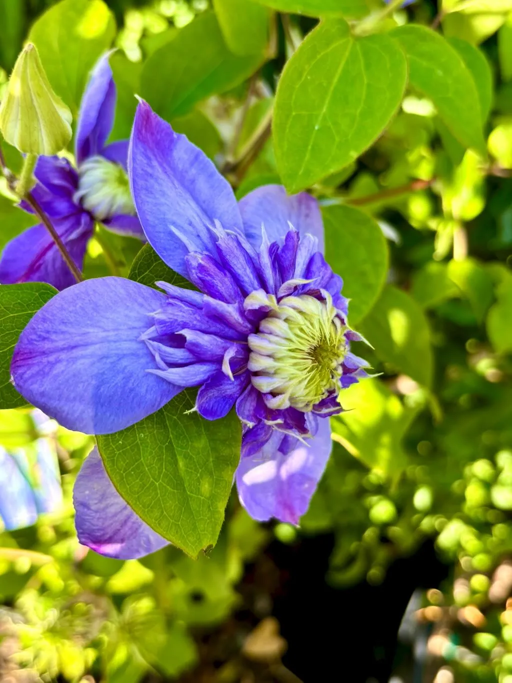 Clematis ‘Vanso’