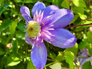 Clematis ‘Vanso’ Blue Light®