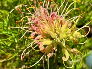 Grevillea 'Peaches and Cream'