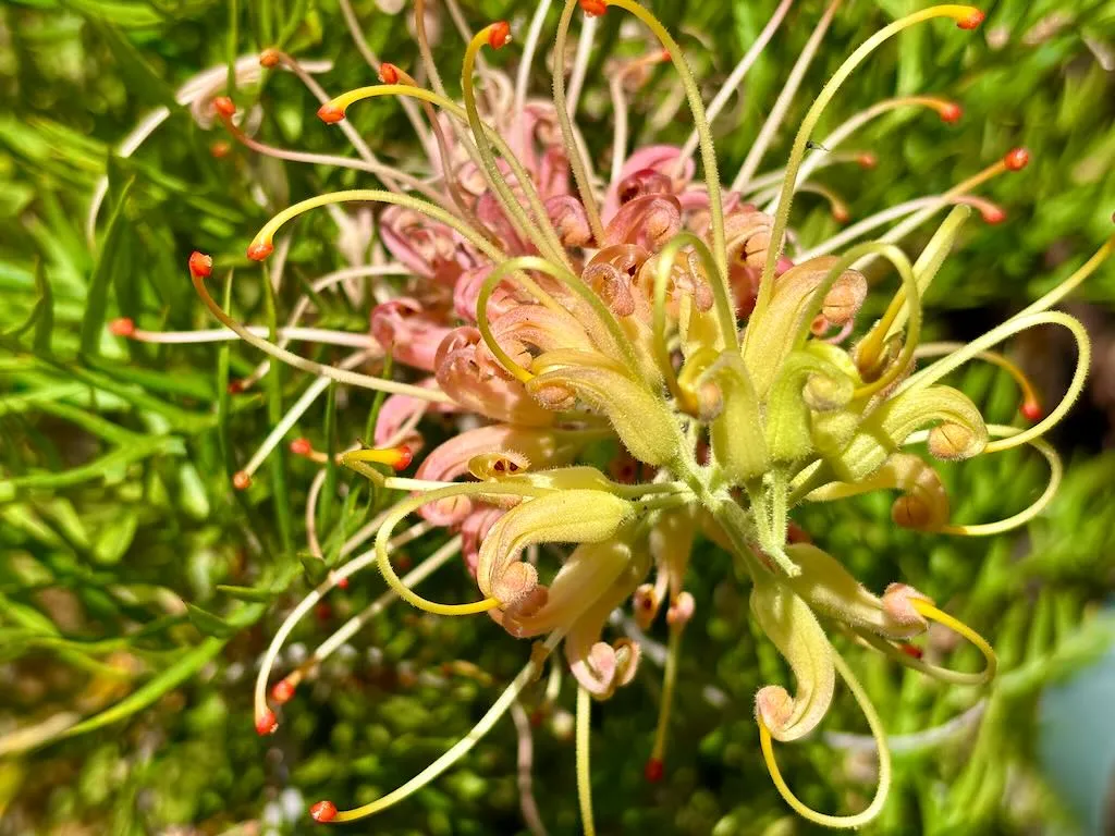 Grevillea 'Peaches and Cream'