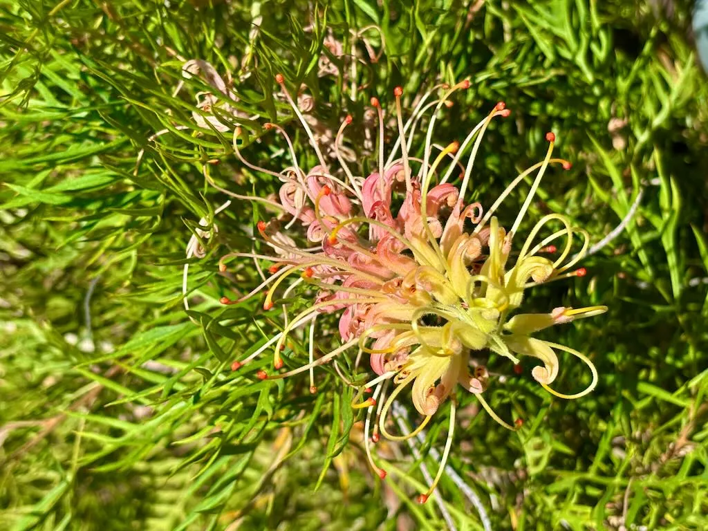 Grevillea'Peaches and Cream'