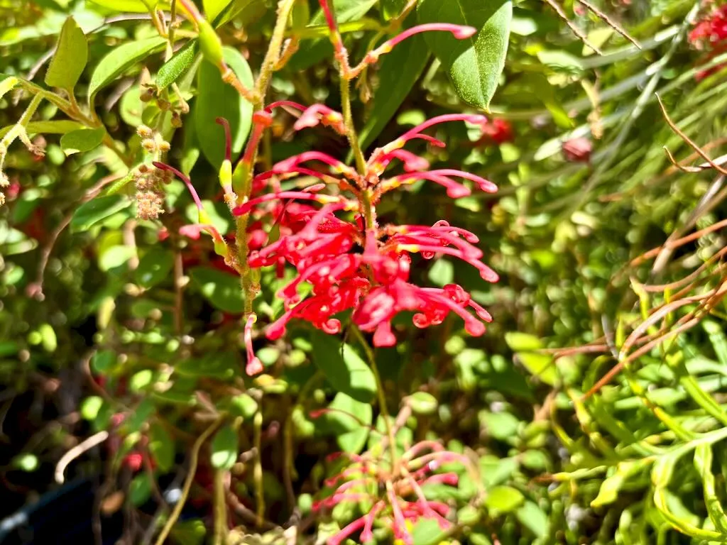 Grevillea rhyolitica ‘Deua Flame’