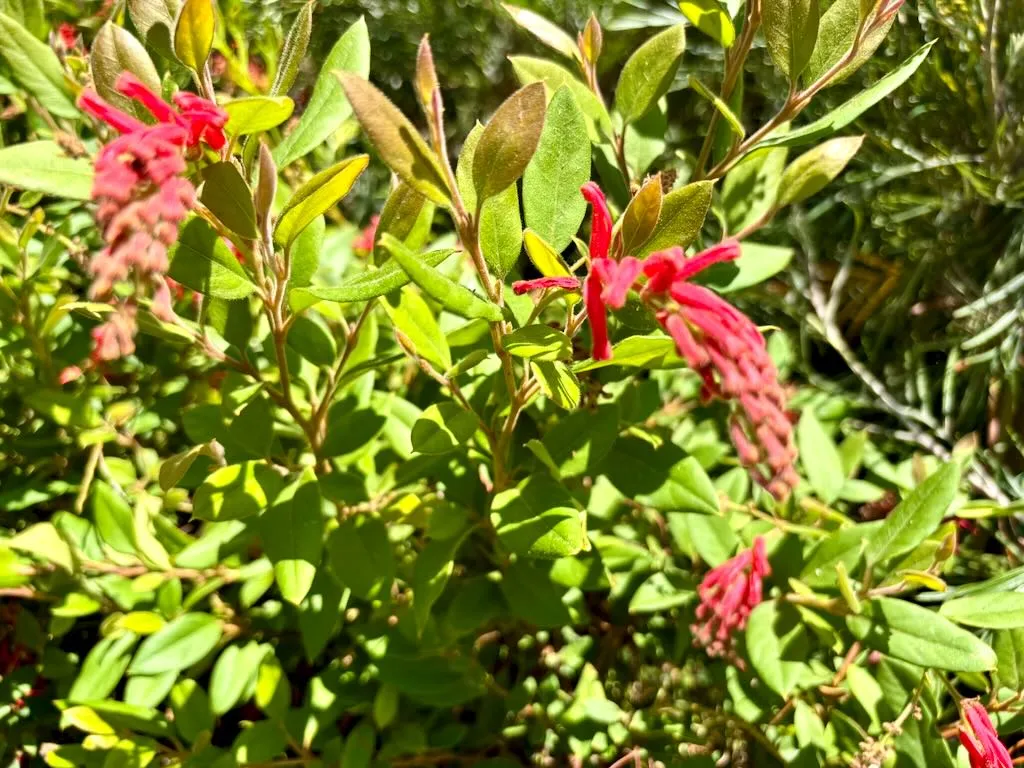 Grevillea rhyolitica ‘Deua Flame’