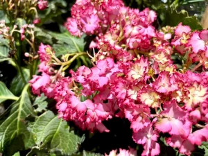 Hydrangea macrophylla 'Hortfire'