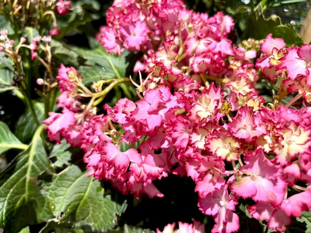 Hydrangea macrophylla 'Hortfire'