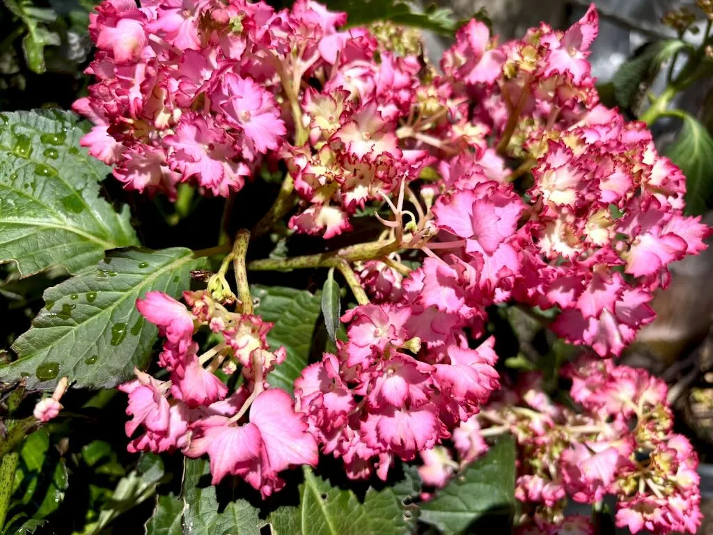 Hydrangea macrophylla 'Hortfire'