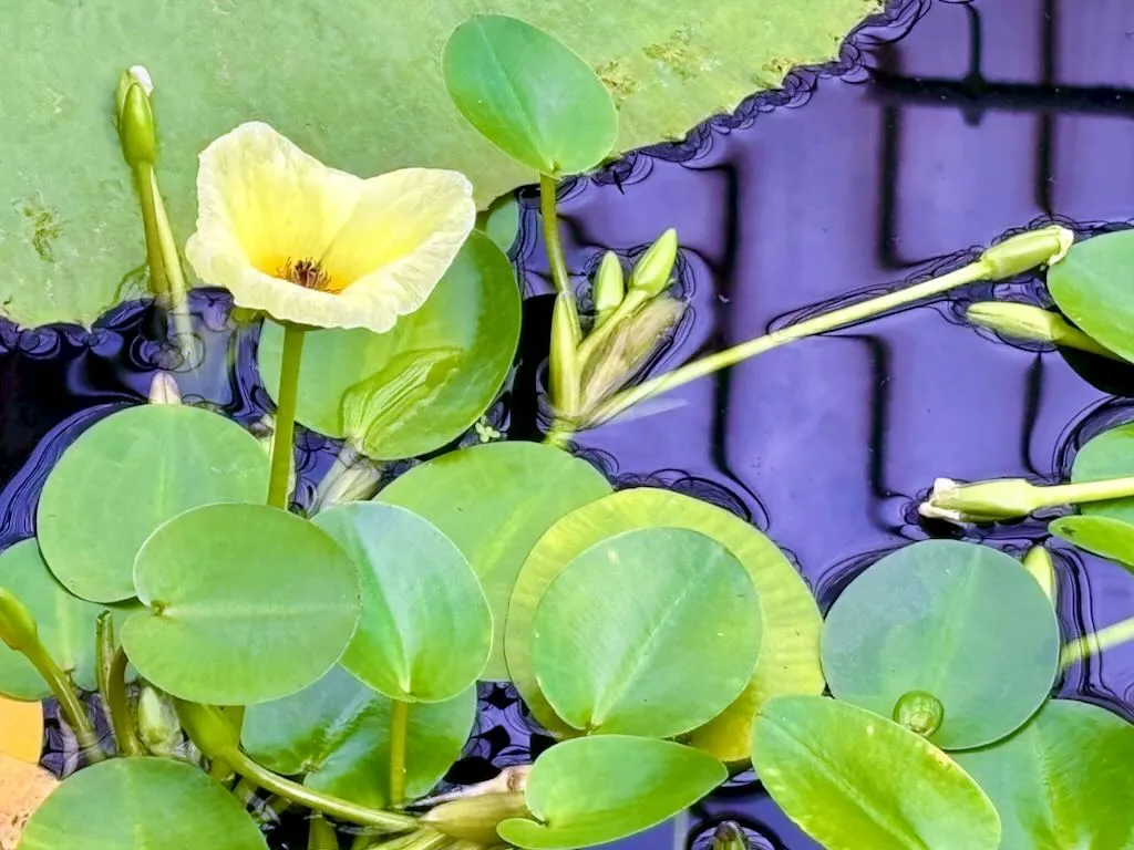 Hydrocleys martii_result - Online Flower Garden Hydrocleys martii