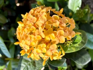 Ixora ‘Sunset’