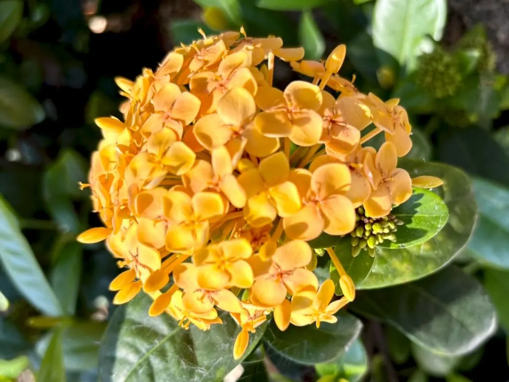 Ixora Sunset_result - Online Flower Garden Ixora ‘Sunset’