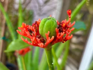 Jatropha podagrica