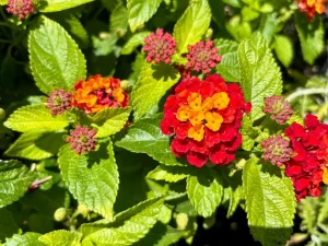 Lantana ‘Hot Blooded® Red’