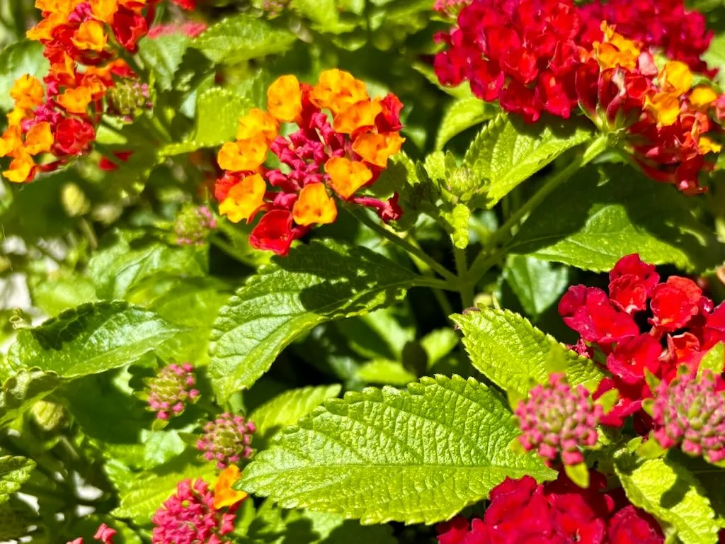 Lantana Hot Blooded Red_result - Online Flower Garden Lantana ‘Hot Blooded® Red’