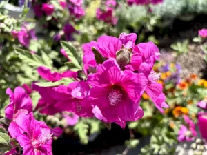 Lavatera ‘Red Rum’