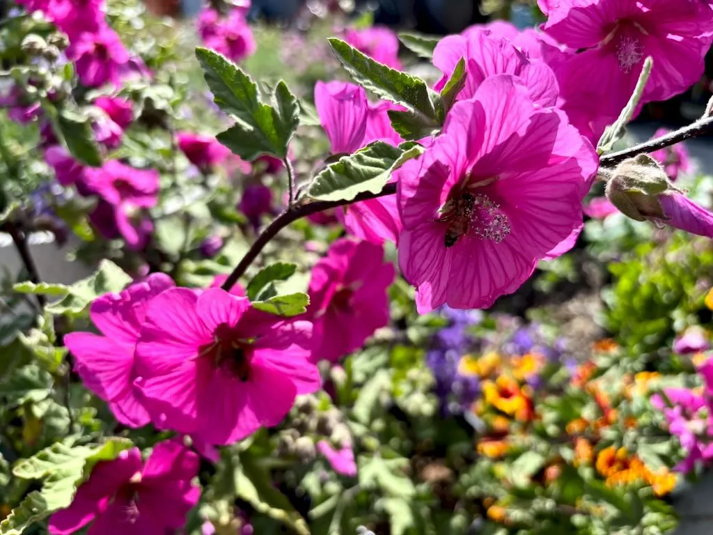 Lavatera Red Rum_result - Online Flower Garden Lavatera ‘Red Rum’