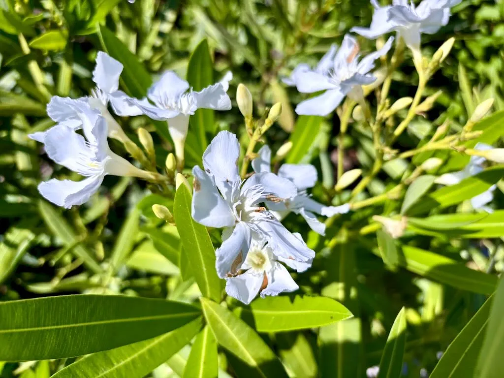 Nerium oleander Sister Agnes-1_result - Online Flower Garden Nerium oleander ‘Sister Agnes’