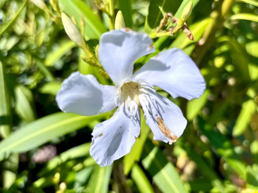 Nerium oleander Sister Agnes_result - Online Flower Garden Nerium oleander ‘Sister Agnes’