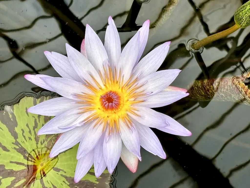 Nymphaea Carlos Magdalena-1_result - Online Flower Garden Nymphaea ‘Carlos Magdalena’