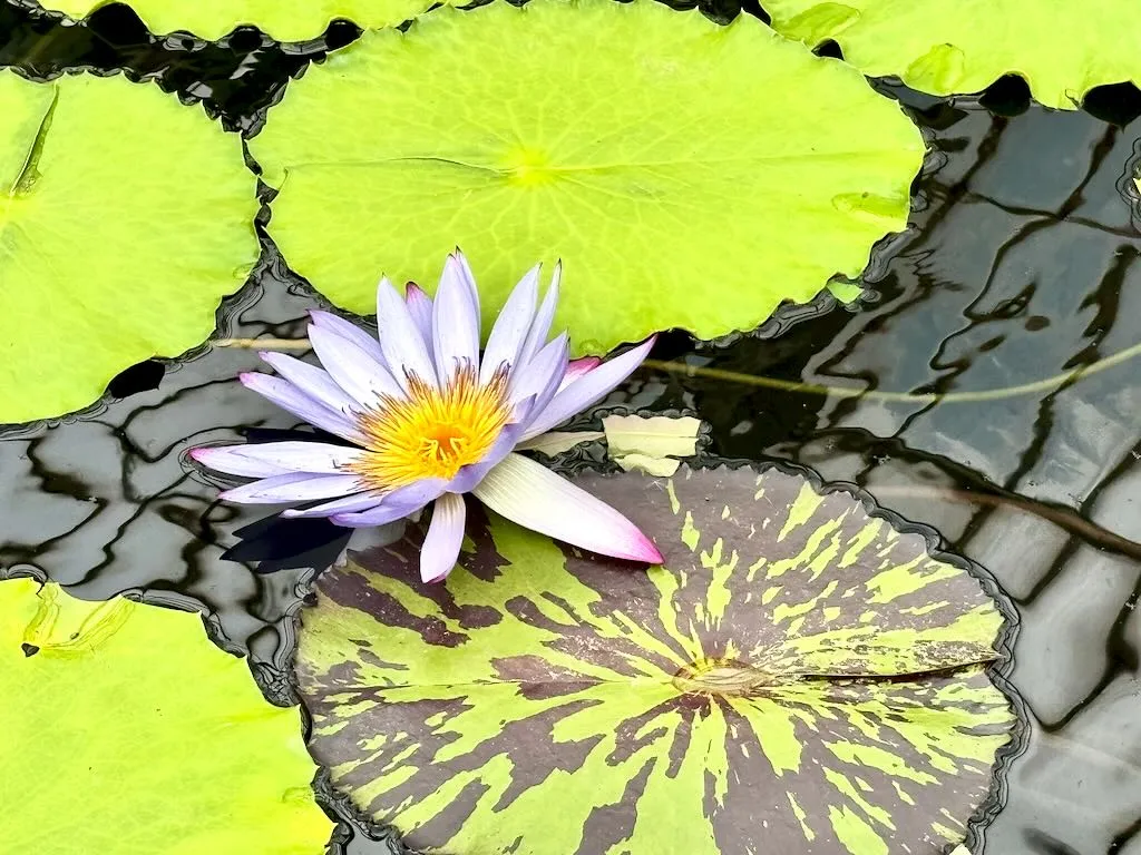 Nymphaea Carlos Magdalena_result - Online Flower Garden Nymphaea ‘Carlos Magdalena’