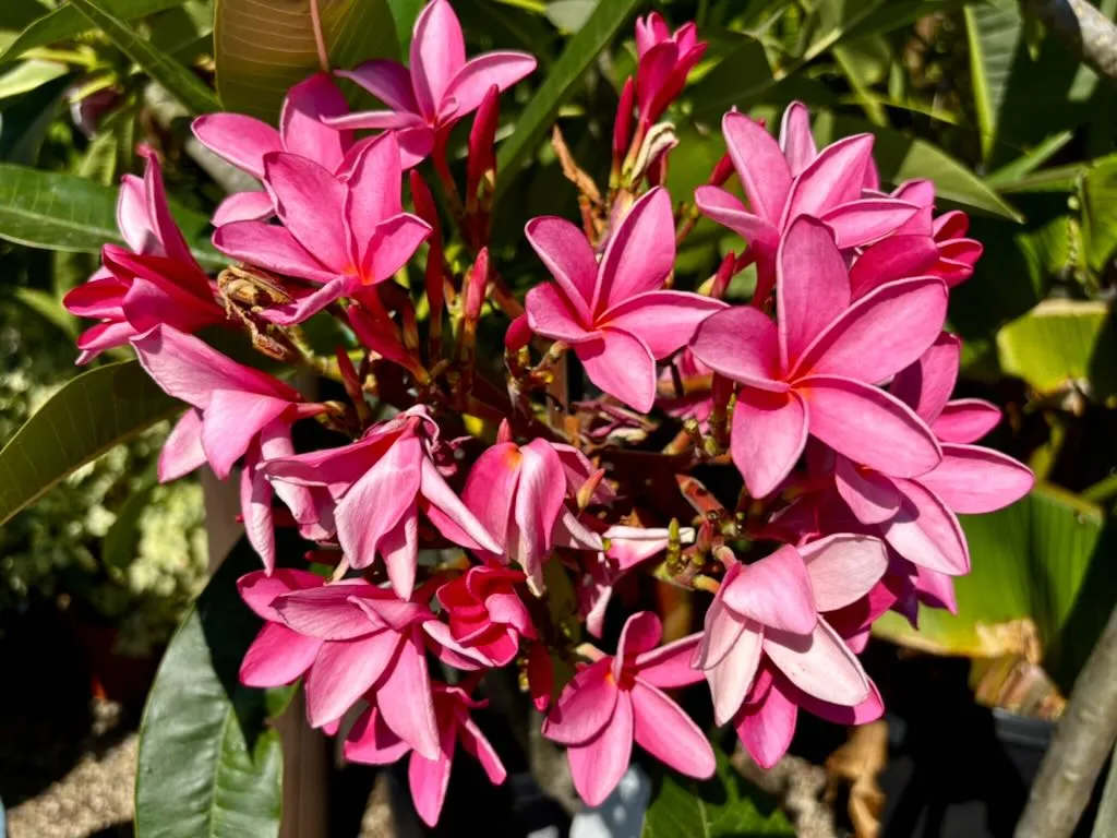 Plumeria ‘Candy Pink’