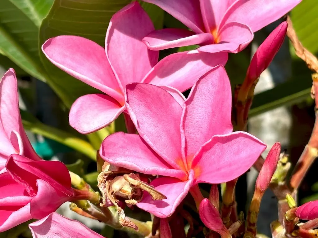 Plumeria ‘Candy Pink’