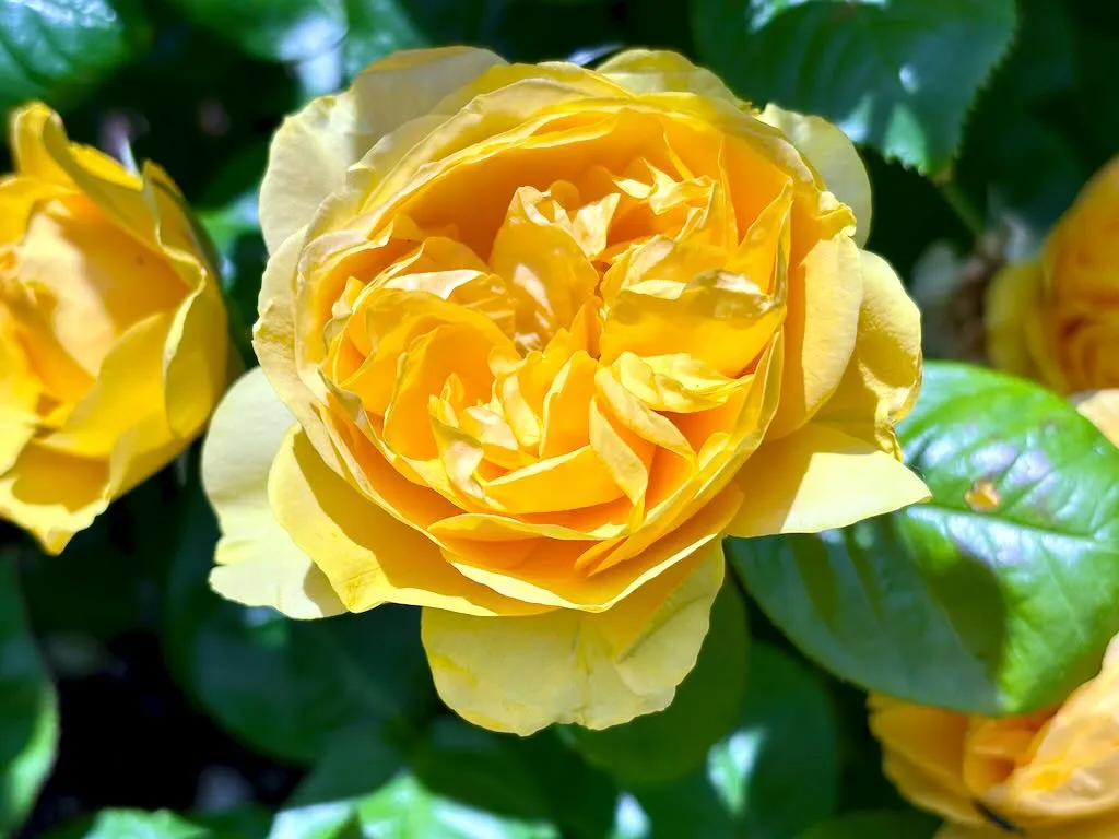 Rosa Absolutely Fabulous_result - Online Flower Garden Rosa ‘Absolutely Fabulous’