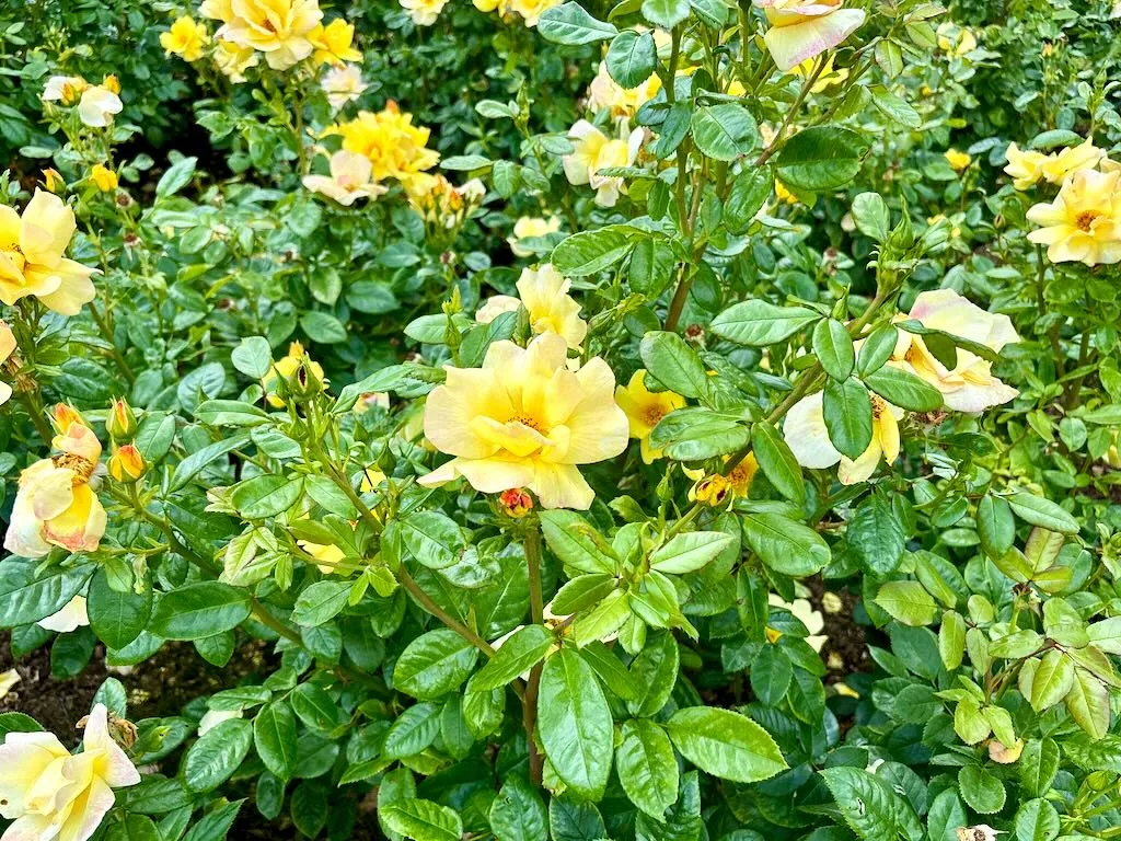 Rosa Apple Jack - Kenendure-1_result - Online Flower Garden Rosa ‘Apple Jack’ - Kenendure