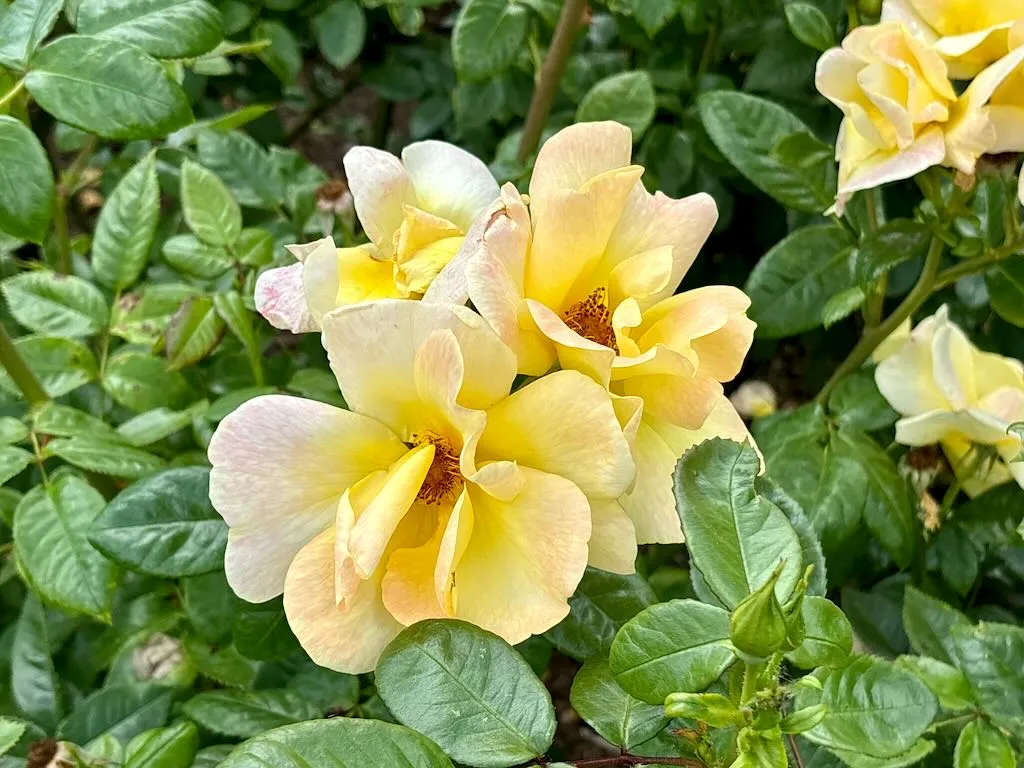 Rosa Apple Jack - Kenendure_result - Online Flower Garden Rosa ‘Apple Jack’ - Kenendure