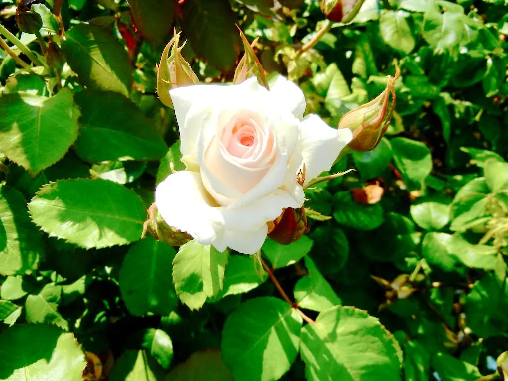 Rosa ‘Belmonte’