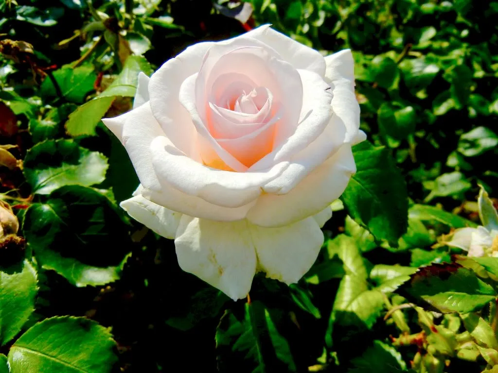 Rosa ‘Belmonte’