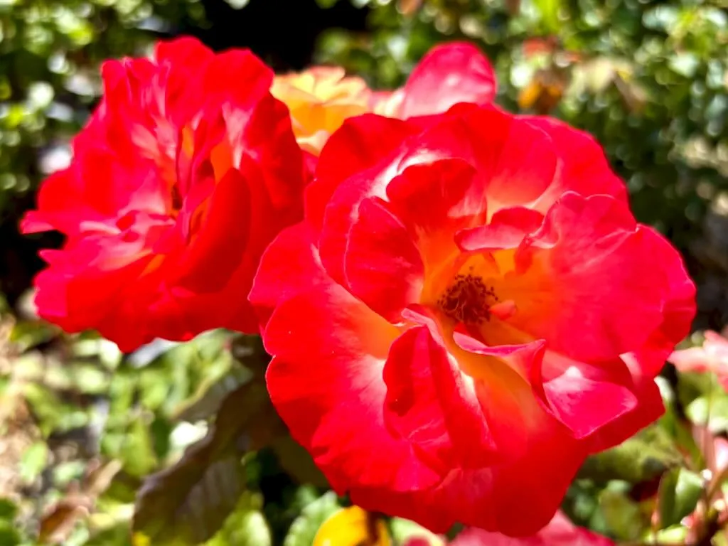 Rosa ‘Chihuly™’