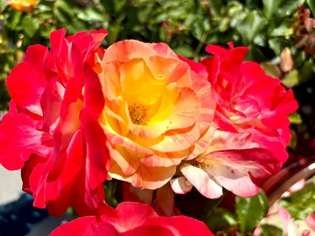 Rosa ‘Chihuly™’
