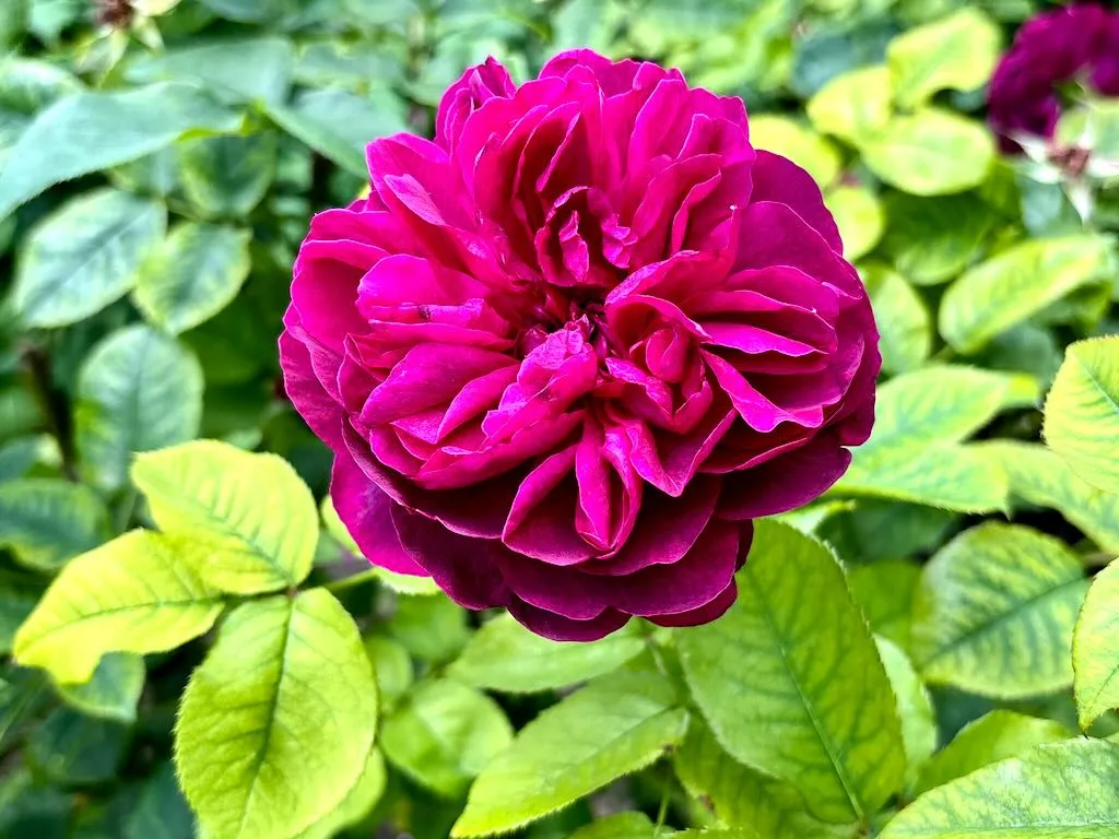 Rosa Darcey Bussell-1_result - Online Flower Garden Rosa ‘Darcey Bussell’