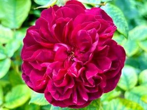 Rosa ‘Darcey Bussell’
