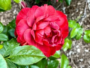 Rosa ‘Hot Chocolate’