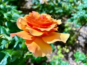 Rosa ‘Norwich Castle’