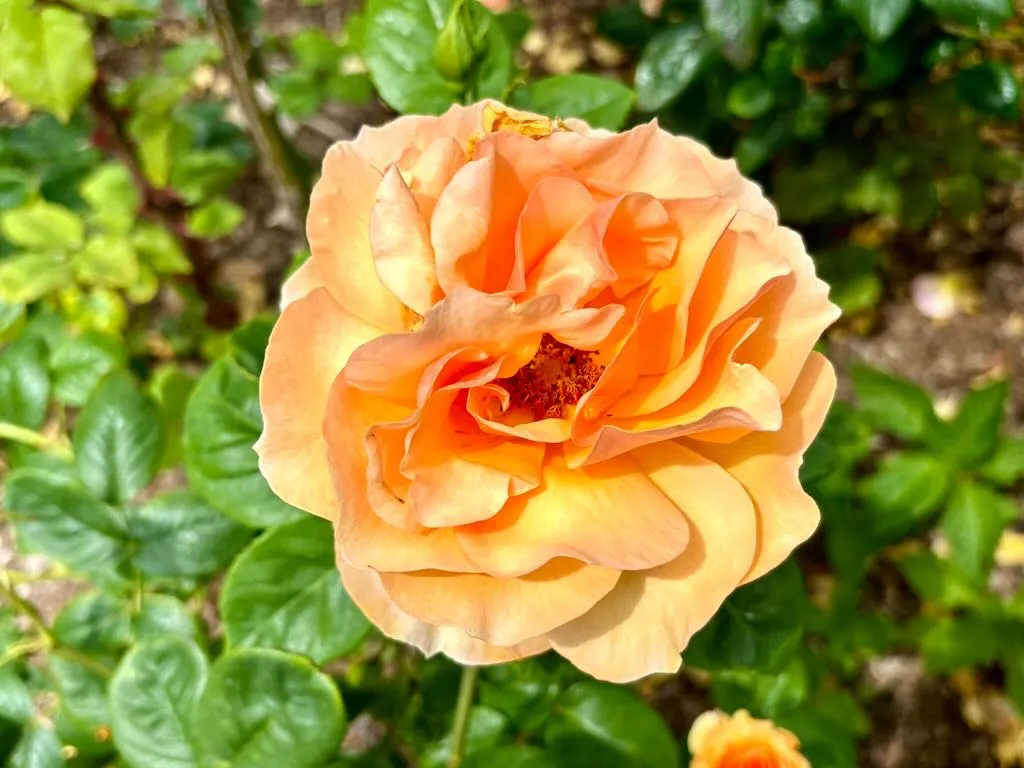 Rosa ‘Norwich Castle’