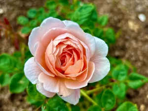 Rosa ‘Queen of Sweden®’
