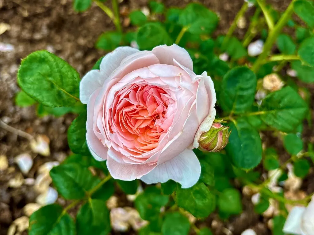 Rosa Queen of Sweden_result - Online Flower Garden Rosa ‘Queen of Sweden®’